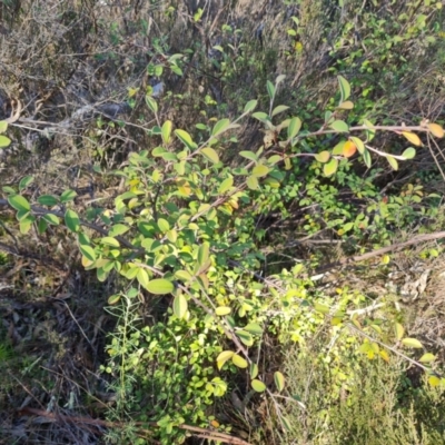 Cotoneaster pannosus (Cotoneaster) at Garran, ACT - 24 Jul 2023 by Mike