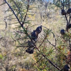 Hakea decurrens subsp. decurrens (Bushy Needlewood) at Garran, ACT - 24 Jul 2023 by Mike