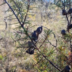 Hakea decurrens subsp. decurrens at Garran, ACT - 24 Jul 2023 03:01 PM