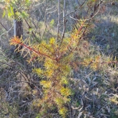 Hakea decurrens subsp. decurrens at Garran, ACT - 24 Jul 2023 03:01 PM