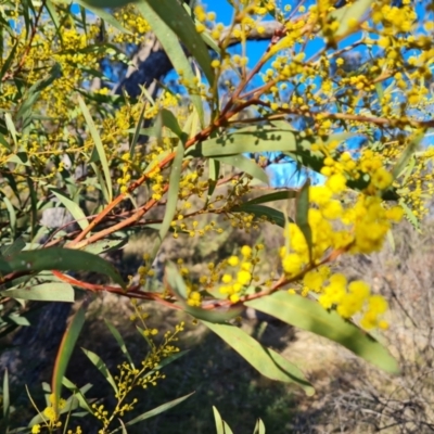 Acacia rubida (Red-stemmed Wattle, Red-leaved Wattle) at Garran, ACT - 24 Jul 2023 by Mike