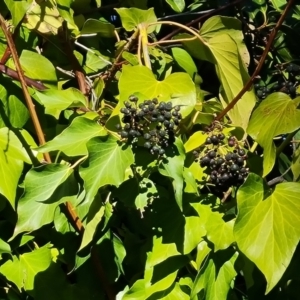 Hedera sp. (helix or hibernica) at Garran, ACT - 24 Jul 2023 02:48 PM