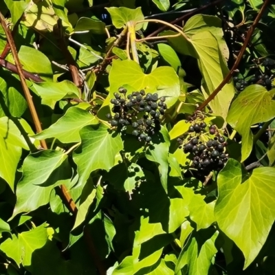 Hedera helix (Ivy) at Garran, ACT - 24 Jul 2023 by Mike