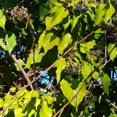 Hedera sp. (helix or hibernica) at Garran, ACT - 24 Jul 2023