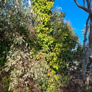 Hedera sp. (helix or hibernica) at Garran, ACT - 24 Jul 2023