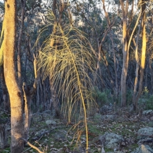 Allocasuarina verticillata at Symonston, ACT - 22 Jul 2023 04:39 PM