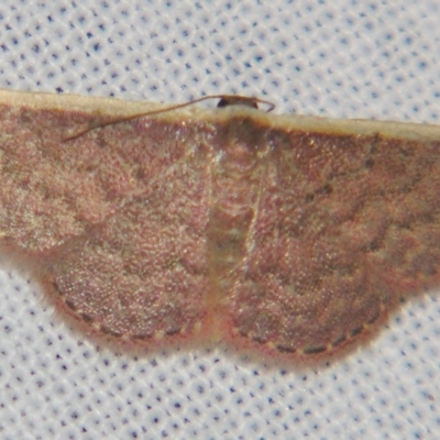 Idaea inversata (Purple Wave) at Sheldon, QLD - 20 Apr 2007 by PJH123