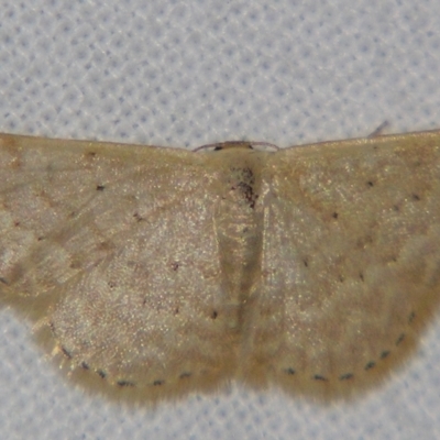 Idaea philocosma (Flecked Wave) at Sheldon, QLD - 20 Apr 2007 by PJH123