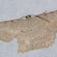 Luxiaria ochrophara (A Geometer moth) at Sheldon, QLD - 20 Apr 2007 by PJH123