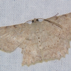 Luxiaria ochrophara (A Geometer moth) at Sheldon, QLD - 21 Apr 2007 by PJH123