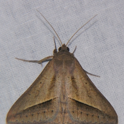 Mocis frugalis (Sugarcane Looper (Erebinae)) at Sheldon, QLD - 21 Apr 2007 by PJH123