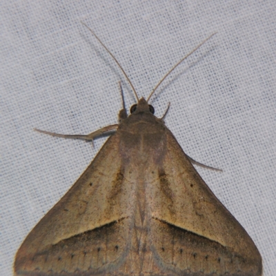 Mocis frugalis (Sugarcane Looper (Erebinae)) at Sheldon, QLD - 20 Apr 2007 by PJH123