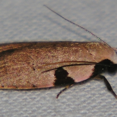 Zonopetala quadripustulella (A Concealer moth (Wingia Group)) at Sheldon, QLD - 20 Apr 2007 by PJH123