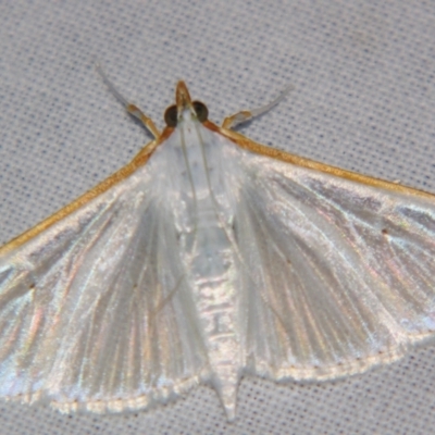 Palpita austrounionalis (Australian Jasmine Moth) at Sheldon, QLD - 20 Apr 2007 by PJH123