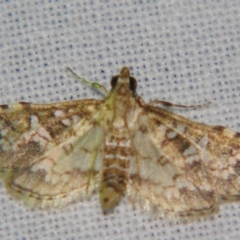 Samea multiplicalis (Salvinia Moth) at Sheldon, QLD - 20 Apr 2007 by PJH123