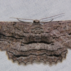 Scioglyptis chionomera (Grey Patch Bark Moth) at Sheldon, QLD - 20 Apr 2007 by PJH123