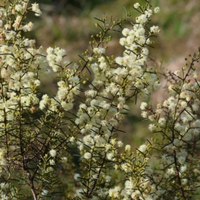 Acacia genistifolia (Early Wattle) at Wodonga, VIC - 23 Jul 2023 by KylieWaldon