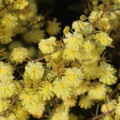 Acacia ulicifolia (Prickly Moses) at Wodonga, VIC - 23 Jul 2023 by KylieWaldon