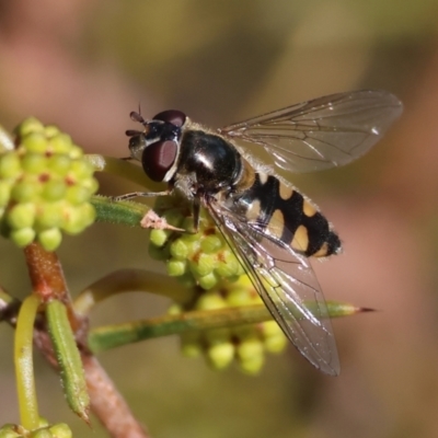 Simosyrphus grandicornis (Common hover fly) at Wodonga, VIC - 23 Jul 2023 by KylieWaldon