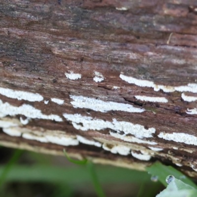 Unidentified Other non-black fungi  at Wodonga, VIC - 23 Jul 2023 by KylieWaldon