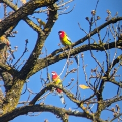 Platycercus eximius (Eastern Rosella) at Jindera, NSW - 23 Jul 2023 by Darcy