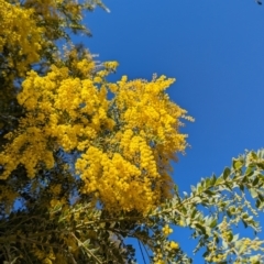 Acacia vestita (Hairy Wattle) at Stromlo, ACT - 24 Jul 2023 by HelenCross