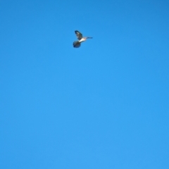 Falco cenchroides (Nankeen Kestrel) at Jindera, NSW - 24 Jul 2023 by Darcy