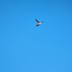 Falco cenchroides at Jindera, NSW - 24 Jul 2023