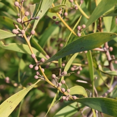 Acacia melanoxylon (Blackwood) at Wodonga, VIC - 23 Jul 2023 by KylieWaldon
