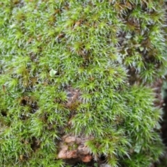 Unidentified Moss, Liverwort or Hornwort at Wodonga, VIC - 23 Jul 2023 by KylieWaldon