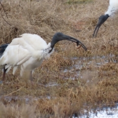 Misgurnus anguillicaudatus at Fyshwick, ACT - 21 Jul 2023