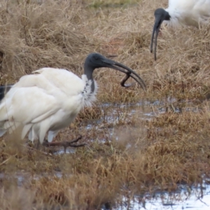 Misgurnus anguillicaudatus at Fyshwick, ACT - 21 Jul 2023