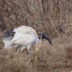 Misgurnus anguillicaudatus at Fyshwick, ACT - 21 Jul 2023