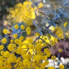 Acacia baileyana (Cootamundra Wattle, Golden Mimosa) at Higgins, ACT - 24 Jul 2023 by Untidy