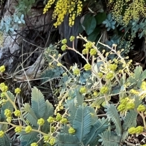 Acacia baileyana at Higgins, ACT - 24 Jul 2023