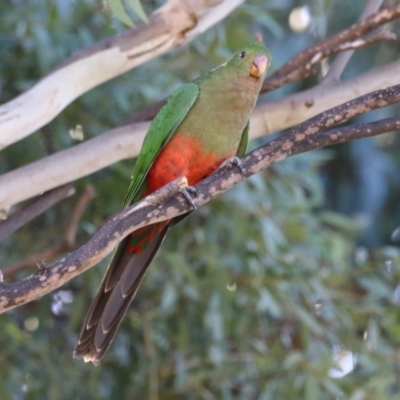 Alisterus scapularis (Australian King-Parrot) at Greenway, ACT - 24 Jul 2023 by RodDeb