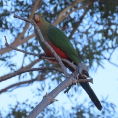 Alisterus scapularis at Greenway, ACT - 24 Jul 2023