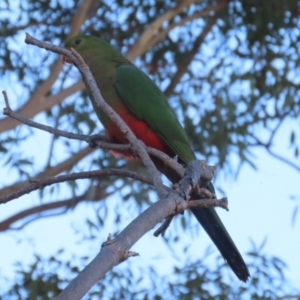 Alisterus scapularis at Greenway, ACT - 24 Jul 2023