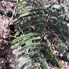 Acacia dealbata X Acacia decurrens (Silver x Green Wattle (Hybrid)) at Higgins, ACT - 24 Jul 2023 by Untidy