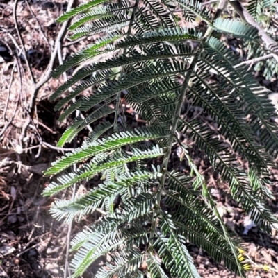 Acacia dealbata X Acacia decurrens (Silver x Green Wattle (Hybrid)) at Higgins, ACT - 24 Jul 2023 by Untidy