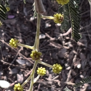 Acacia dealbata X Acacia decurrens at Higgins, ACT - 24 Jul 2023