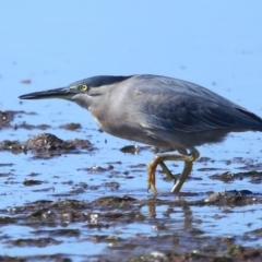 Butorides striata (Striated Heron) at Wellington Point, QLD - 19 Jul 2023 by TimL