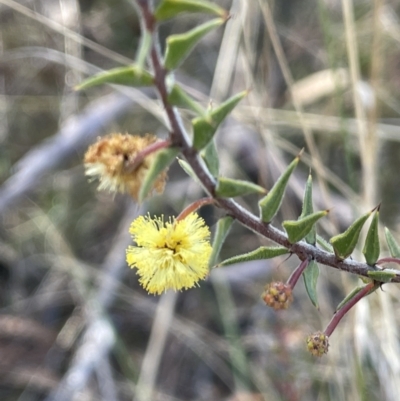 Acacia gunnii (Ploughshare Wattle) at Tinderry Nature Reserve - 24 Jul 2023 by JaneR