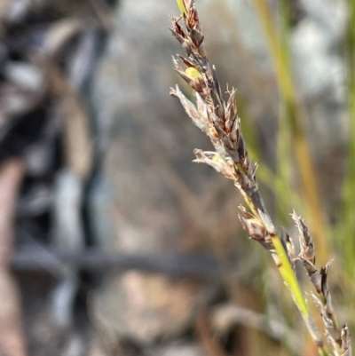 Lepidosperma laterale (Variable Sword Sedge) at Tinderry Nature Reserve - 24 Jul 2023 by JaneR