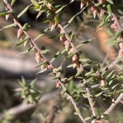 Leucopogon fletcheri subsp. brevisepalus at Burra, NSW - 24 Jul 2023