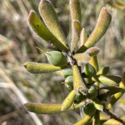 Persoonia rigida (Hairy Geebung) at Burra, NSW - 24 Jul 2023 by JaneR