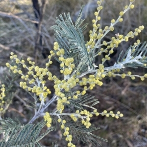 Acacia dealbata subsp. dealbata at Burra, NSW - 24 Jul 2023 02:38 PM