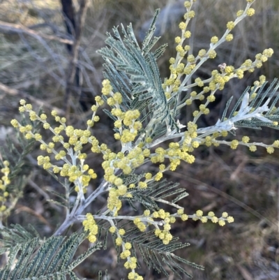 Acacia dealbata subsp. dealbata (Silver Wattle) at Tinderry Nature Reserve - 24 Jul 2023 by JaneR