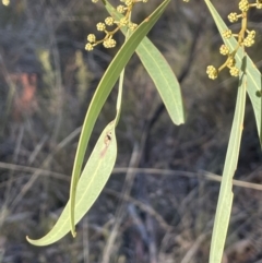 Acacia rubida (Red-stemmed Wattle, Red-leaved Wattle) at Burra, NSW - 24 Jul 2023 by JaneR