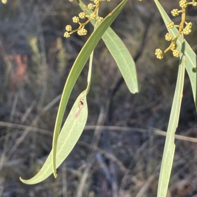 Acacia rubida (Red-stemmed Wattle, Red-leaved Wattle) at Burra, NSW - 24 Jul 2023 by JaneR